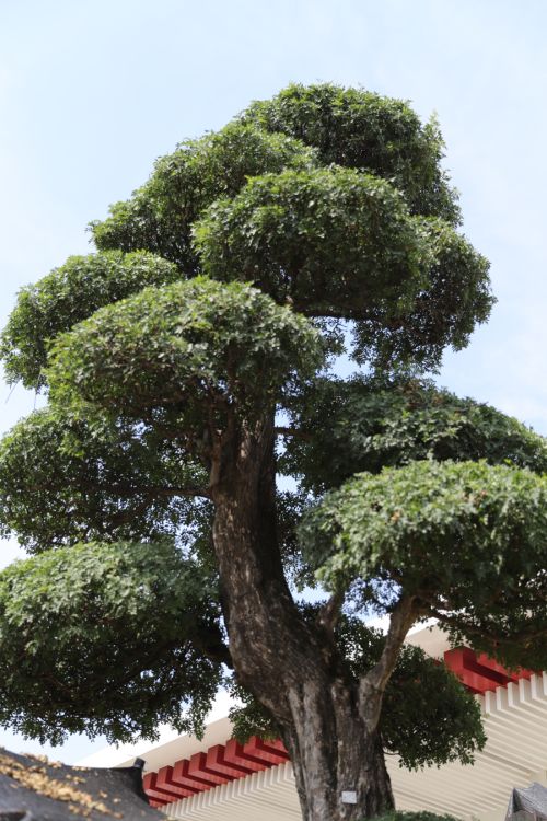 九游体育的颜值(图15)